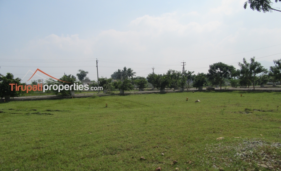 TUDA Approved Residential Plots Venture in Thanapalli, Tirupati